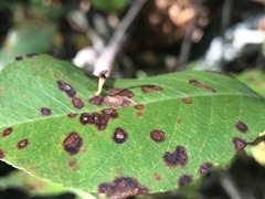 Eriophyes cerasicrumena