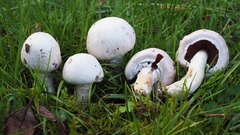 Agaricus chionodermus