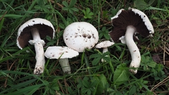 Agaricus chionodermus
