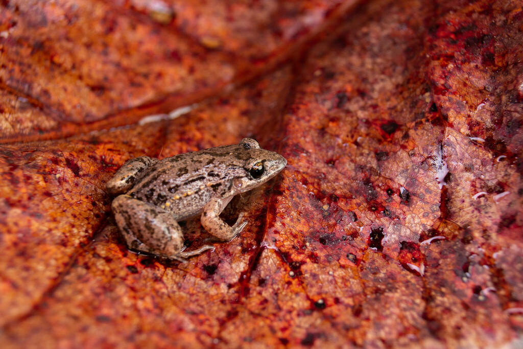 Povoação Tropical Bullfrog