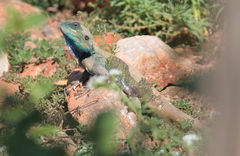 Acanthocercus atricollis