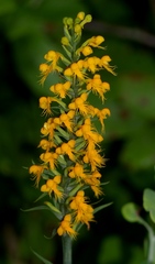 Platanthera cristata