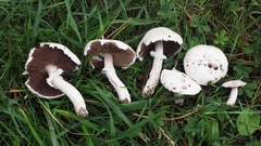 Agaricus chionodermus