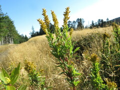Solidago elongata