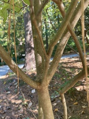 Rhododendron austrinum