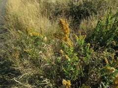 Solidago elongata