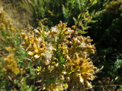 Solidago elongata