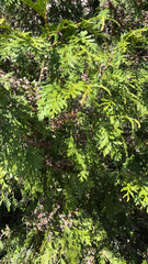 Thuja occidentalis