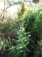 Solidago elongata