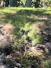 Sciadopitys verticillata