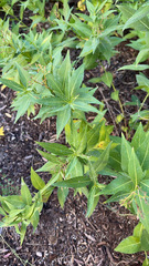 Amsonia tabernaemontana