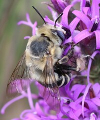 Anthophora walshii