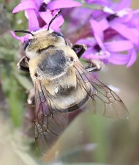 Anthophora walshii
