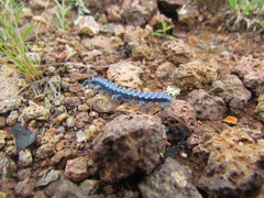 Chromodesmus potosianus