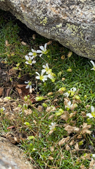 Mononeuria groenlandica