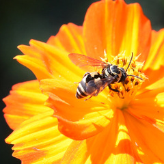 Triepeolus remigatus