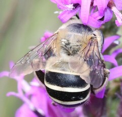 Anthophora walshii