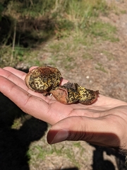 Pisolithus arenarius