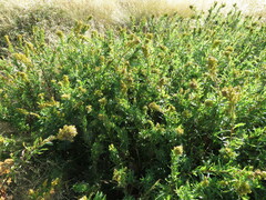 Solidago elongata