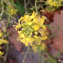 Brassicaceae