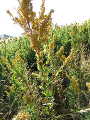 Solidago elongata
