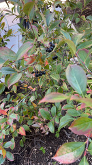 Aronia melanocarpa