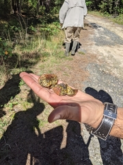 Pisolithus arenarius