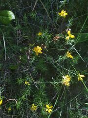 Genista hispanica