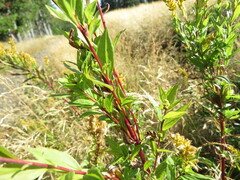 Solidago elongata