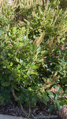 Clethra alnifolia