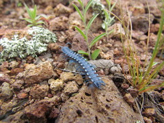 Chromodesmus potosianus