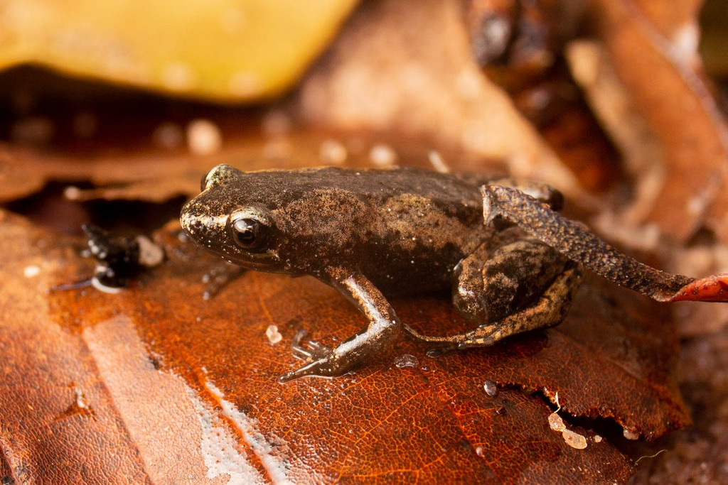 Passarelli's Frog