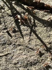 Lasius claviger