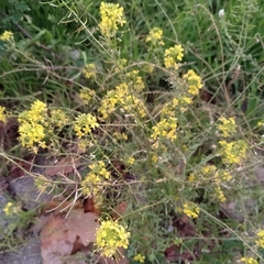 Brassicaceae
