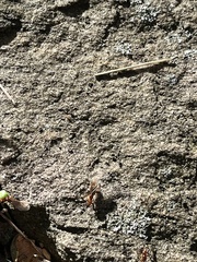 Lasius claviger