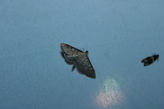 Blepharomastix ranalis
