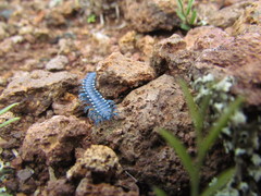 Chromodesmus potosianus