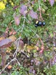 Viburnum prunifolium