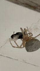 Araniella displicata