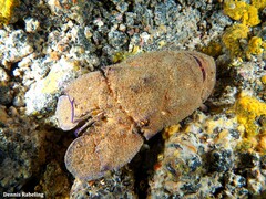 Scyllarides latus