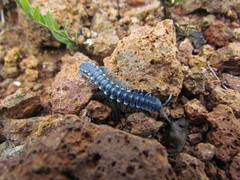 Chromodesmus potosianus