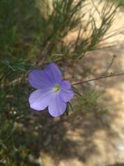 Linum narbonense