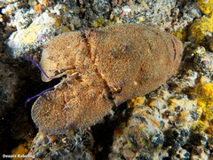 Scyllarides latus