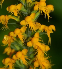 Platanthera cristata
