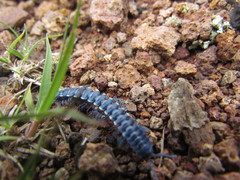 Chromodesmus potosianus