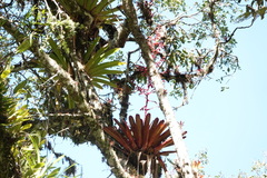 Tillandsia tovarensis