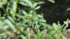 Salvia subincisa