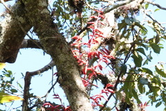 Tillandsia tovarensis