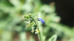 Salvia subincisa