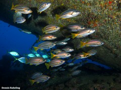 Parapristipoma octolineatum